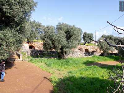 ...scendiamo nell�adiacente lama, dominata da rigogliosi ulivi, le cui fronde fanno ombra alle tante grotte che compongono il villaggio